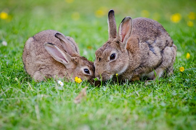 Lapins