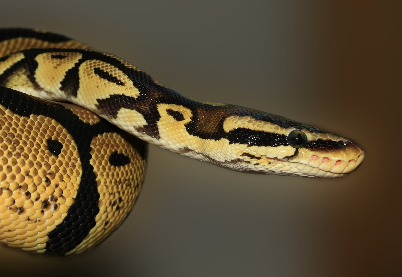 Serpent