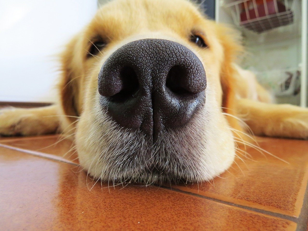 Golden retriever