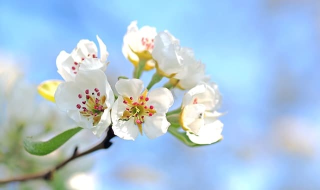 Fleur de pommier