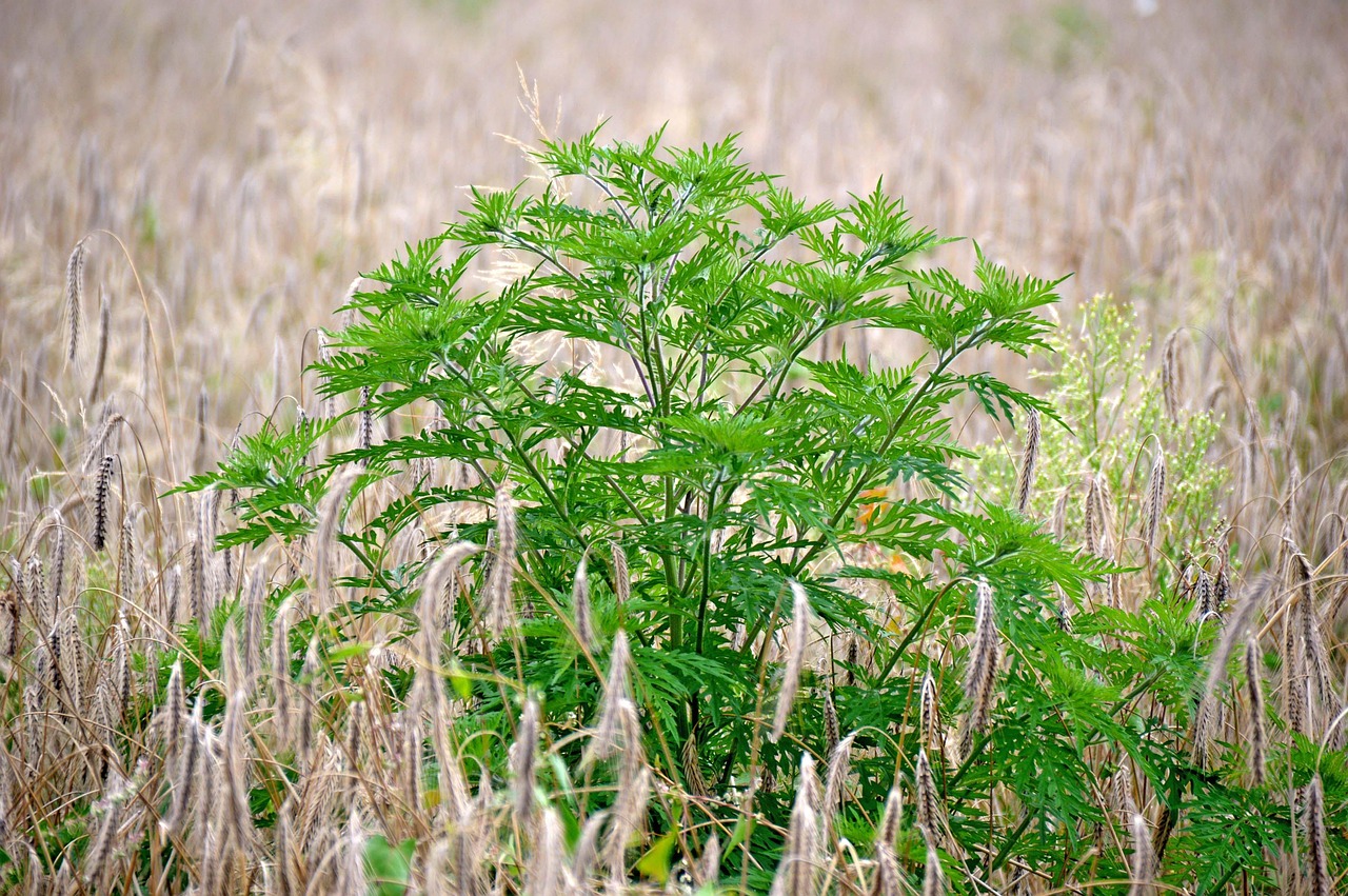 Plant d'ambroisie à feuilles d’armoise