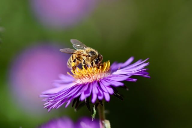 Abeilles
