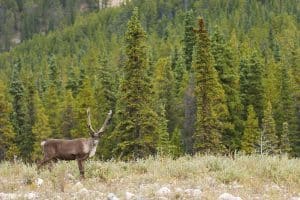 Un caribou, debout dans une aire dégagée, avec de la végétation basse. Vu de profil, il regarde la caméra. À l'arrière-plan, une forêt de conifères.
