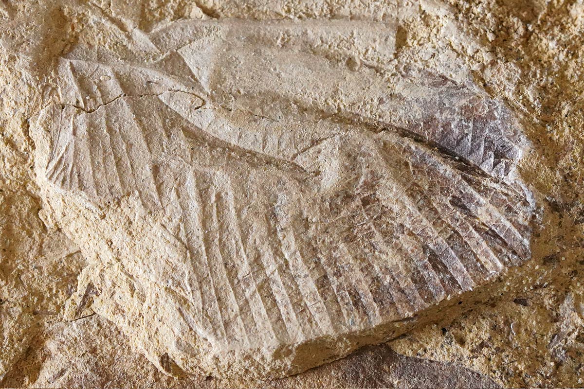Photo : Gros plan d'un fossile dans une pierre beige. On voit des ondulations verticales imprimées dans la pierre, un peu comme un accordéon de papier qui se déploie un éventail. L'extrémité droite est arrondie.