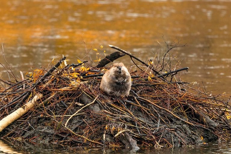 Photo: un castor se tient sur un tas de branches pêle-mêle. Il est face à la caméra. En arrière-plan, un plan d'eau.