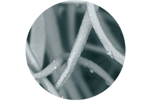 Fibres de laine québécoise vues au microscope
