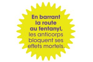 En barrant la route au fentanyl, les anticorps bloquent ses effets mortels.