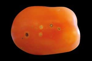 Tomate infectée par Clavibacter michiganensis