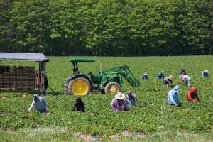 Champ - Agriculture