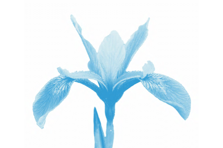 l’iris