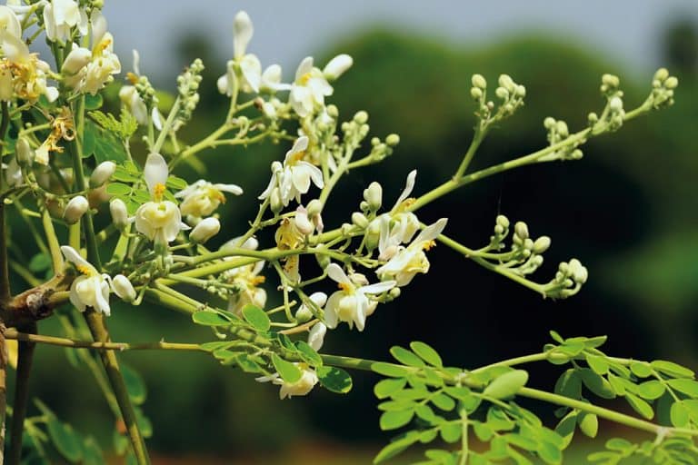 Des antiviraux cachés dans des plantes