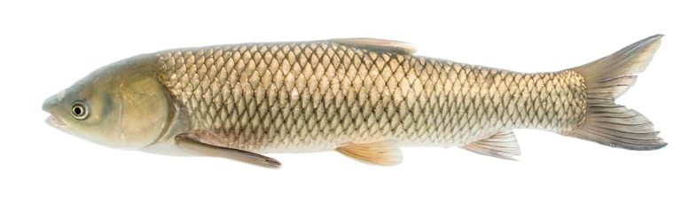Poisson, carpe